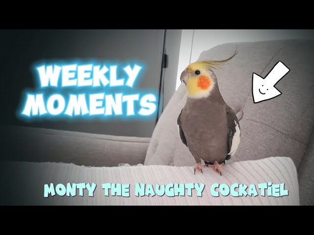 Monty The Naughty Cockatiel's weekly moments. ❤️❤️part 54❤️❤️ #monty #viral