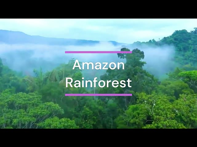 AMAZON Rainforest | Very Dense JUNGLE in the world