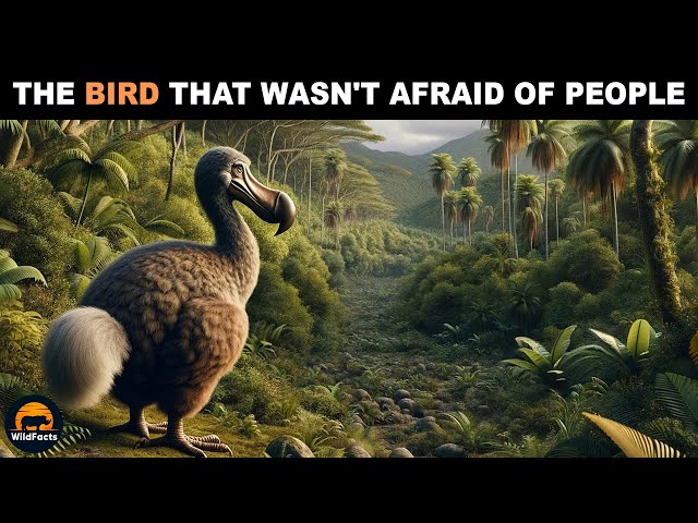 Dodo Bird - The Extinct Bird That Was Not Afraid Of Humans