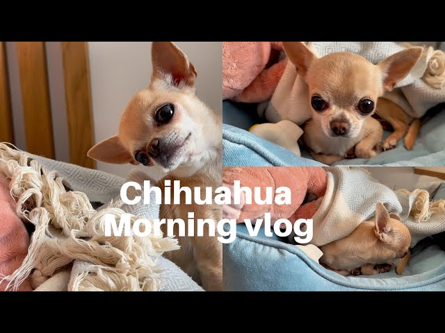 Good Morning Chihuahua: Sweet and Gentle Awakening 🐶❤️ #short #viral #cute #dog #adorable