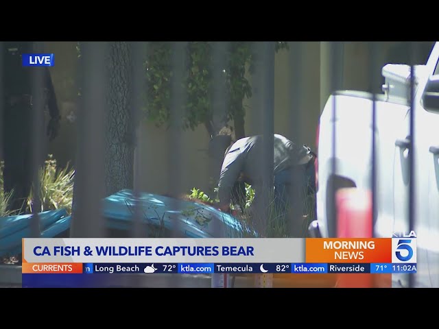 Bear captured after roaming in Chatsworth since Monday