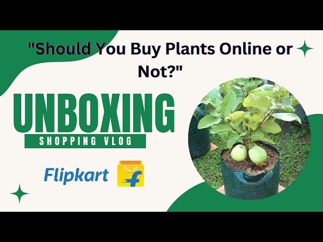 "Should You Buy Plants Online or Not? | Unboxing Plants purchase from Flipkart