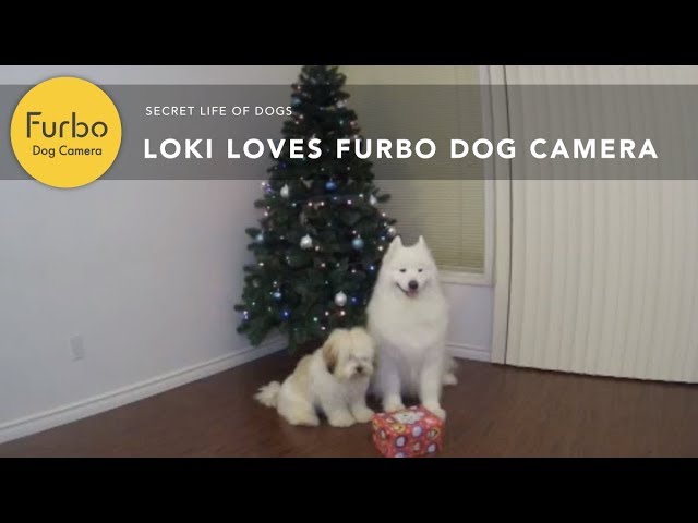 Funny Christmas Dog Video With Loki and Friends: Caught On Furbo