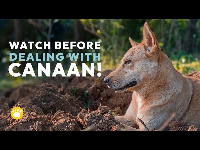 Canaan Dog Temperament: Should You Get One?