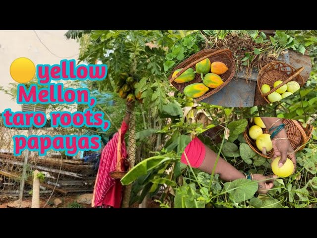 Yellow cucumber,yellow musk melon🍈 taro roots,papayas పసుపు దోసకాయలు,చామదుంపలు,బొప్పాయిలు