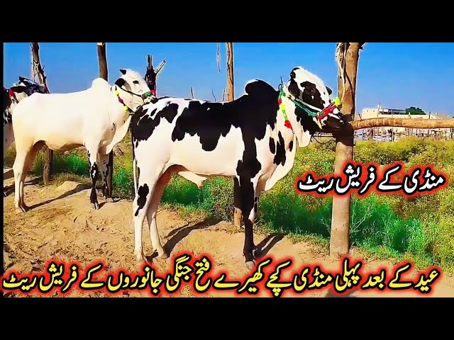 24-06-2024 Kachy cheery Fatehjhangi and Cross bulls Latest Rate on Gondal Mandi!Gondal Mandi update