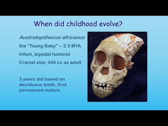 Exploring The Human-Ape Paradox: Barry Bogin - Childhood