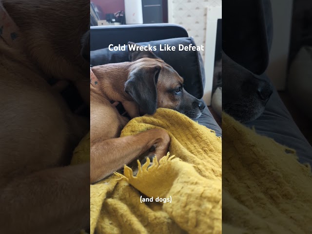 Asking my dogs about the ep we put out last year called Cold Wrecks Like Defeat #sadrock #punk