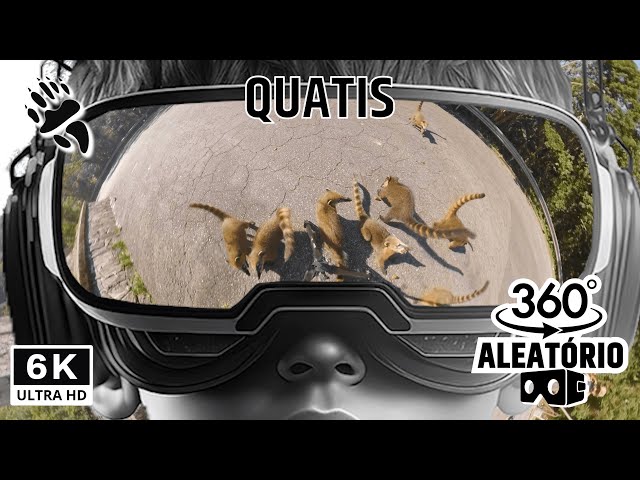 Realidade Virtual na Serra: Conheça os Quatis em 360°!