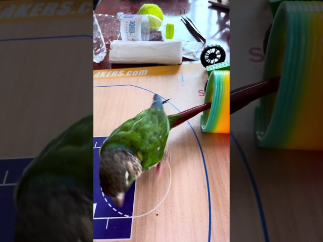 smart green conure parrot , smart little conuer parrot training  #parrot #parrotlover #smartparrots