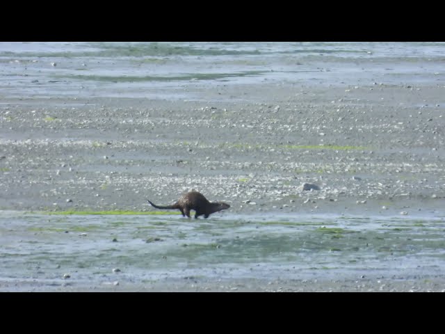River Otter Running And Sliding Over and Over Again to Cross a Big Mudflat, Kodiak Island, Alaska