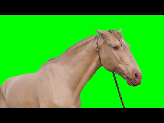 Horse - Green Screen (free) - Make a Green Screen Video!