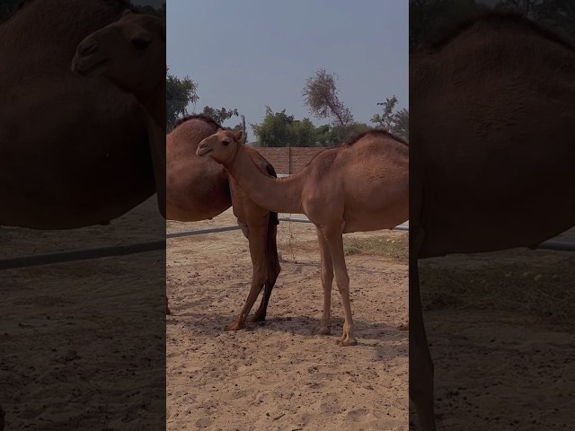 Camel Farming In Pakistan #viral #shorts #youtubeshorts