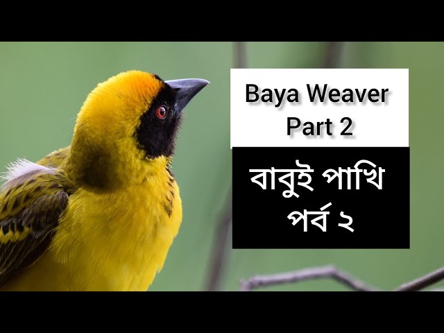 Baya Weaver| Part 2 | বাবুই পাখি। পর্ব ২। #বাবুই #weavers