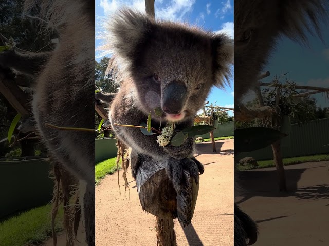 Pip sees how close she can get to the camera 🐨 # #koala #wildlife #cuteanimals #animals #australia