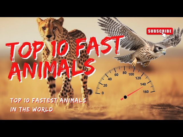 Top 10 Fastest Animals in the World: Speed Demons of Nature!