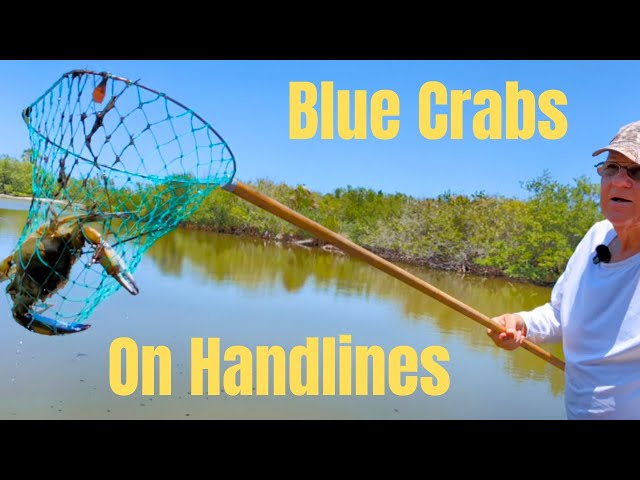 Catch And Cook Blue Crabs In Florida