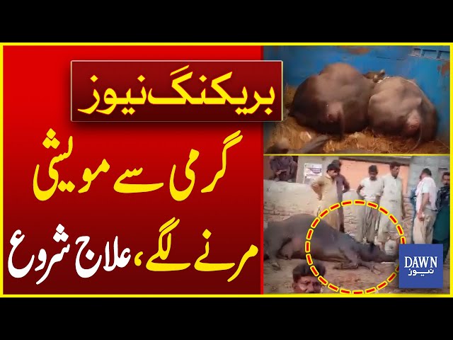Worst Situation of Animals in Karachi Due To Heatwave | Breaking News | Dawn News