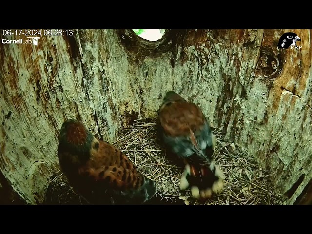 Third Kestrel Chick Fledges From the Wisconsin Nest! June 17, 2024