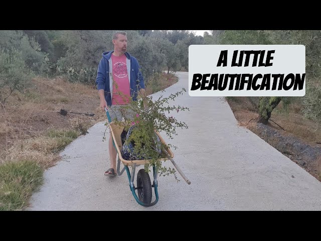 Beautifying Our Land: Planting Bougainvilleas by the Gate