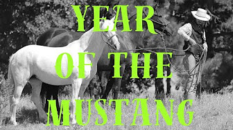 Year of the Mustang