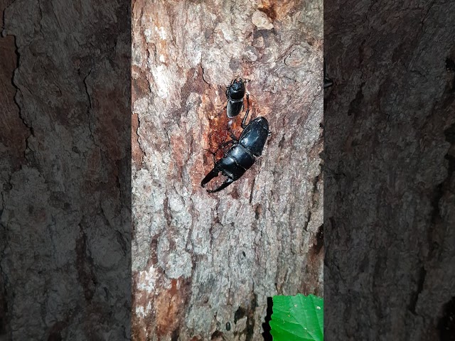 [자막] 넓적사슴벌레 ヒラタクワガタ Stag Beetle