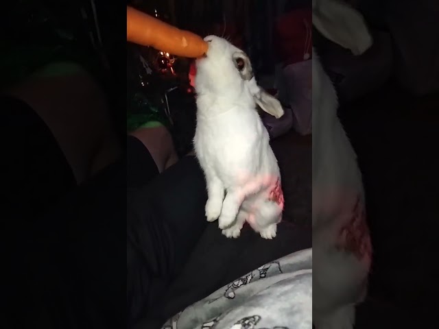 Bing bunny