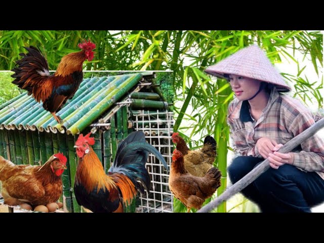 3 days: Build bamboo houses for chickens