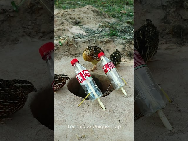 New Quail Trap Technique Using 2 Coca-Cola Bottle #shorts