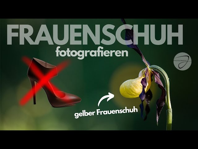 Heimische Orchideen KREATIV fotografieren - Frauenschuh, Waldvögelein und co.