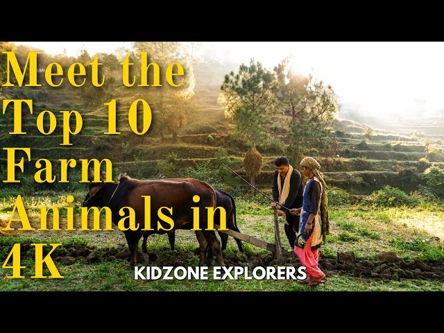 Meet the Top 10 Farm Animals in 4K
