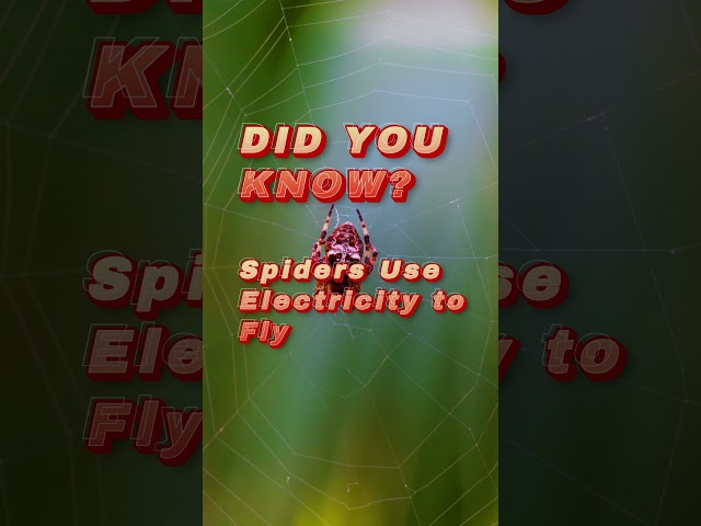 Spiders Use Electricity to Fly! [Nature Secrets Revealed] #motivation #photography