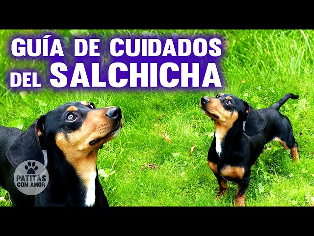 Cuidados De Un Perro Salchicha GUIA COMPLETA DE COMO CUIDARLE