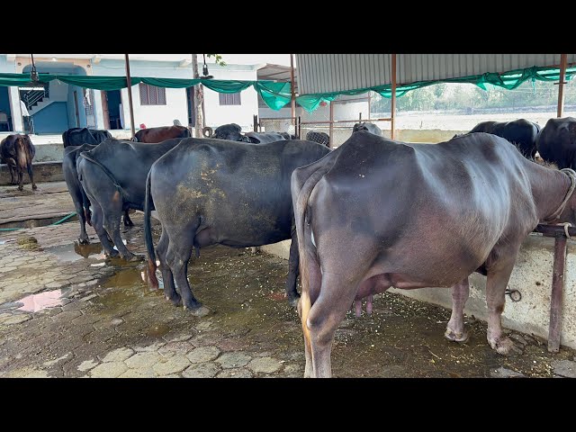 Buffalo dairy farm in village