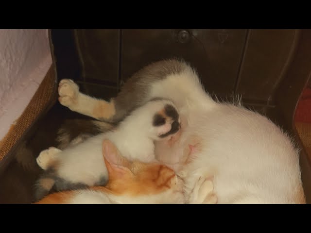 Mother Cat with Her Beautiful Baby - Heartwarming Moments