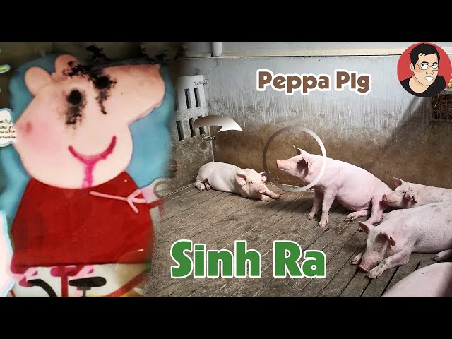 Cô lợn PEPPA PIG được sinh ra từ một gia đình lợn nuôi công nghiệp