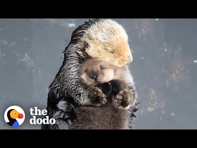 Otter Moms Wrap Their Babies in Seaweed Blankets | The Dodo