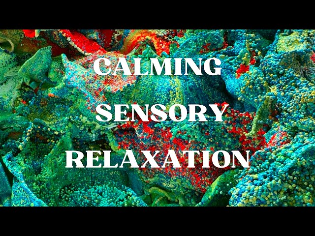The Museum of Modern Art ~ Manhattan ~  Relaxation Music for Sleep, Sensory, Classroom & Office