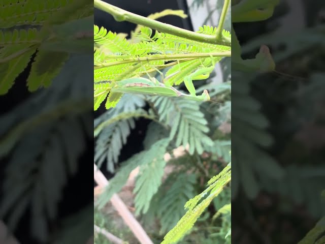 Manthis - Rare Sight! - Ep 3 #nature #manthis #incredible #insects #bugs #love #green #music #bgmi