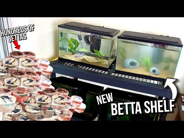 *NEW* BETTA FISH TANK SHELF SETUP!