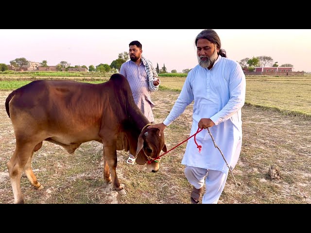 Qurbani Ka Janwar Aa Gia | Bull For Qurbani | Mubarak Ali Tour And Taste