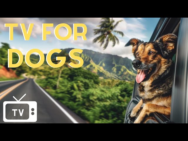 DOG TV: Video Entertainment Help for Dogs| Fun & Happy When Home Alone - Best Music for Dogs