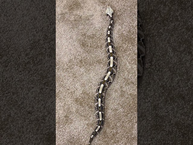 Franklin the Gaboon viper doing the rectilinear crawl!