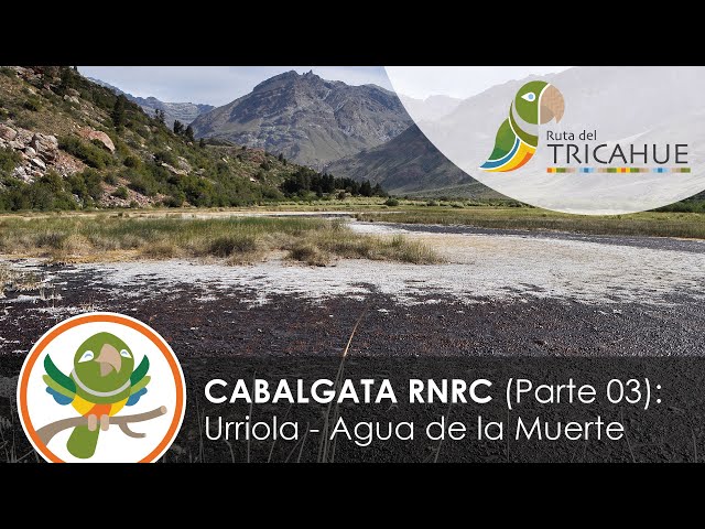 Rio Cipreses Reserve Virtual Horseback Ride, CHILE. Part 03. VR 360 4K [ENGLISH SUBS]