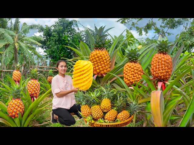 Harvesting PINEAPPLE & Cook Many Delicious Dishes From Pineapple | Tieu Van Harvest