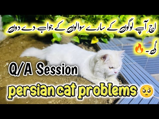 How to make Persian Cat healthy & fluffy | Persian Cat Problems | Tips for Healthy Cat | Q&A Session