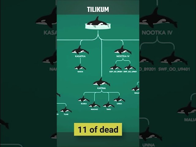 The Tragic Tale Of Black Fish - Tilikum The Killer Whale