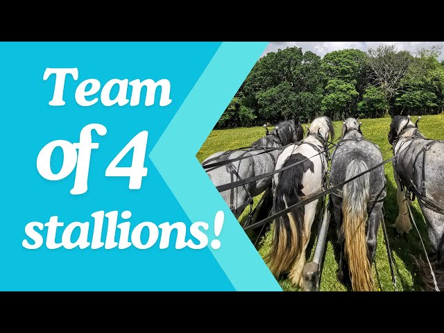 Driving 4 stallions together!! FIRST TIME!