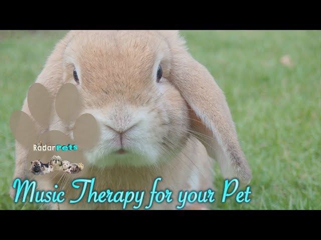 Pet Relaxing Music | 8 hour Music Therapy for your Pet