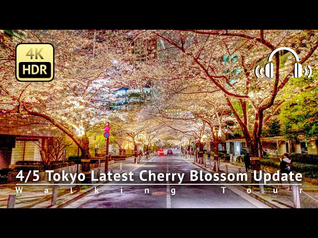 As of 4/5 - Tokyo Latest Cherry Blossom Update: Secret Spot Tourists Don't Know  [4K/HDR/Binaural]